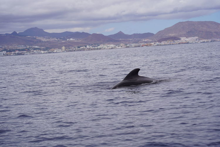 Pilot wale in front of arona, tenerife, canary islands