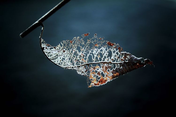 Close-up of dried autumn leaf