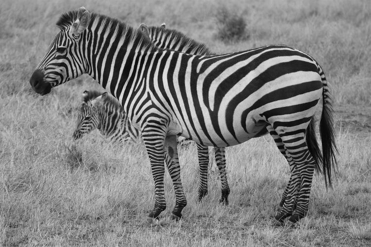 Zebra standing on grass