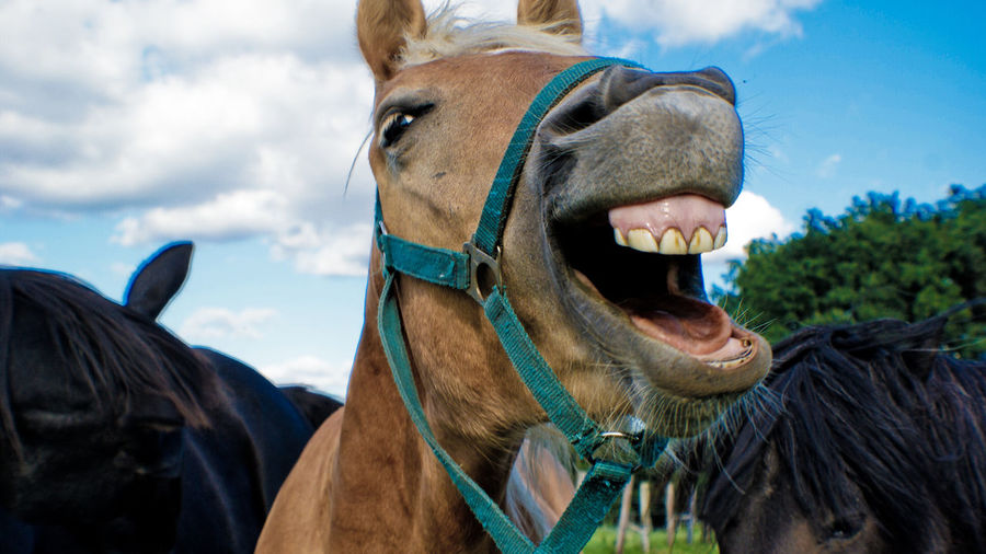Close-up of horse with mouth open against sky