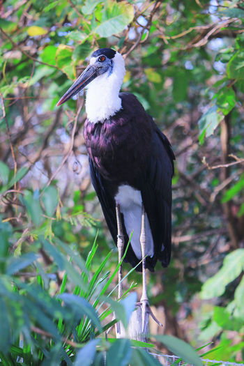 Bird perching on a tree