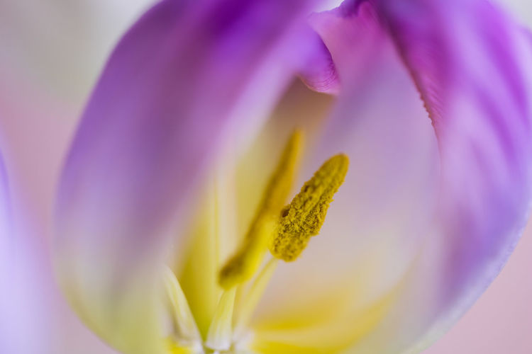 Macro shot of purple crocus flower