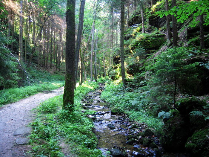 Stream flowing through forest
