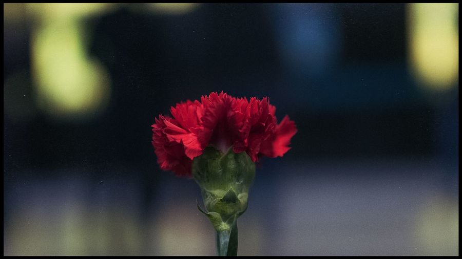 Close-up of red flower