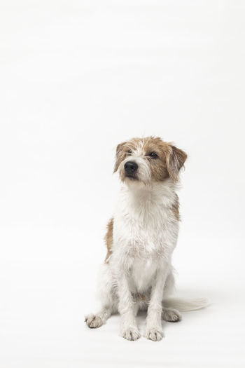 Portrait of dog against white background