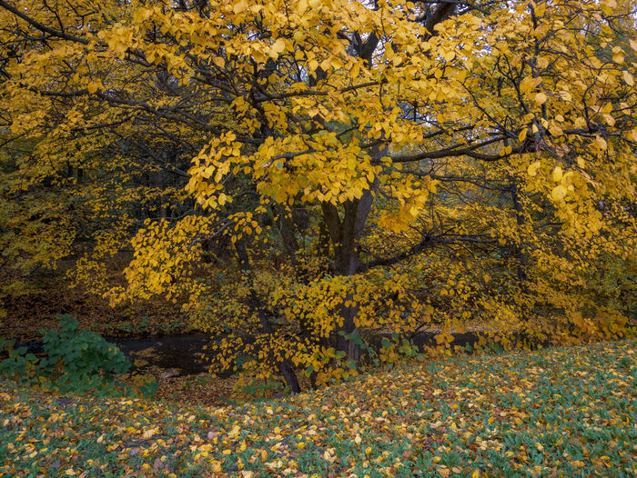 Yellow flowering trees in forest during autumn
