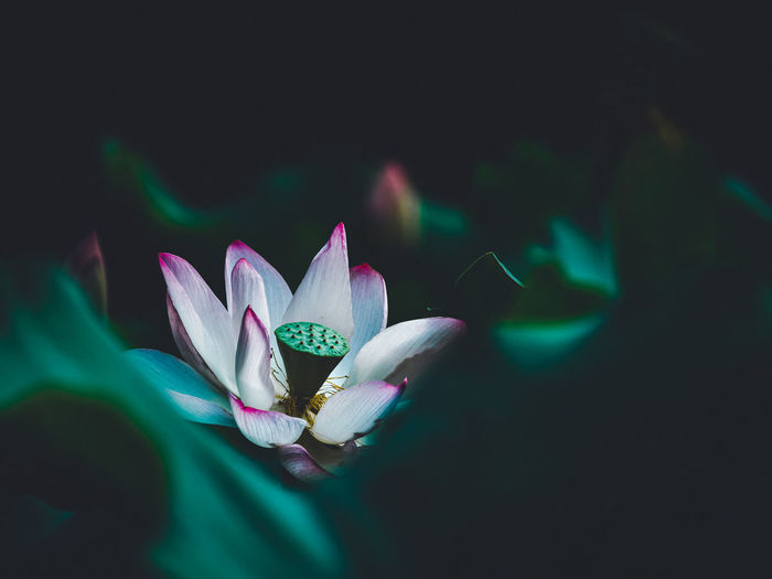 Close-up of water lily