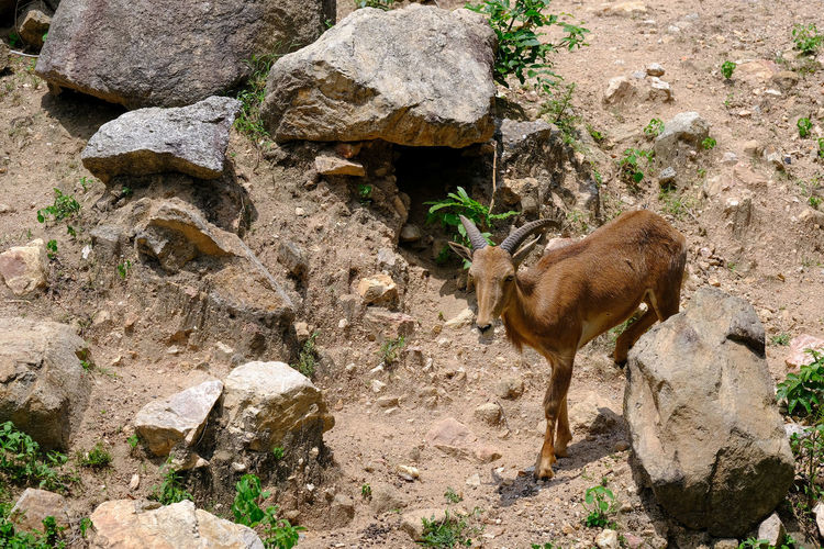 High angle view of deer on rock