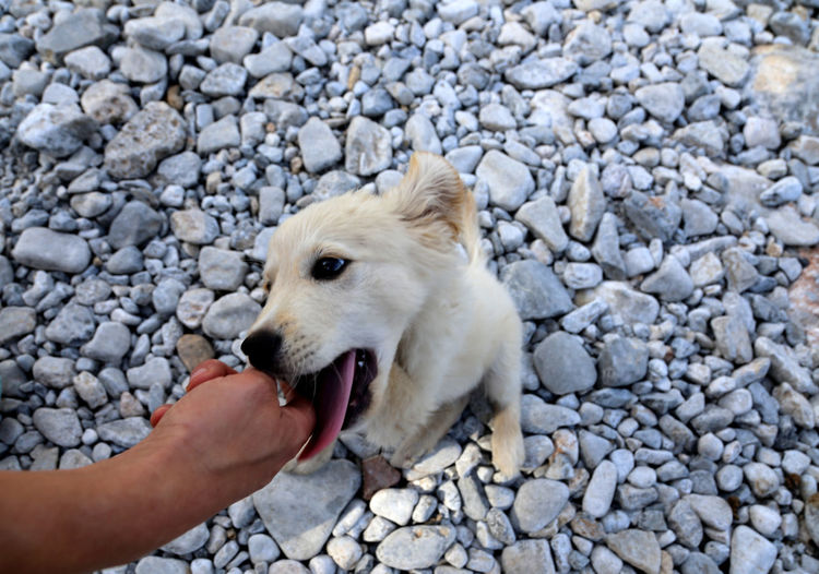 Close-up of hand holding dog on pebbles