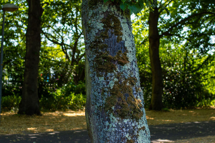 Close-up of heart shape tree trunk in park