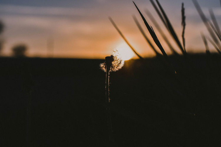 Close-up of silhouette dandelion on field against sky during sunset