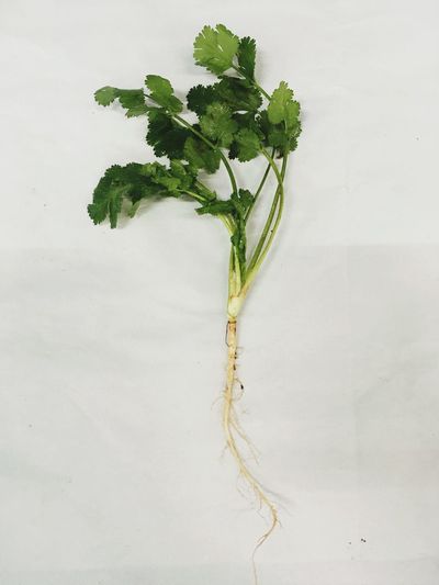 High angle view of plant against white background