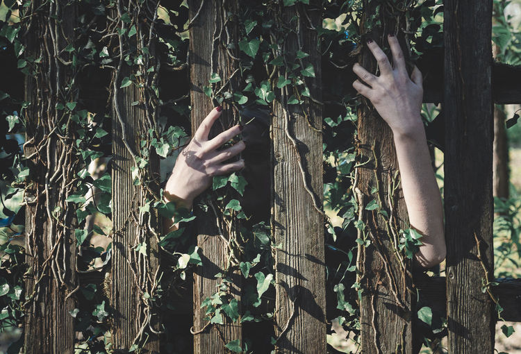 Cropped hands of woman by trees in forest