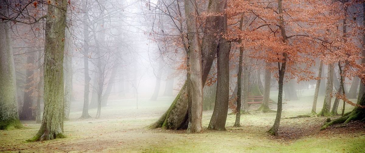 Trees in forest during autumn