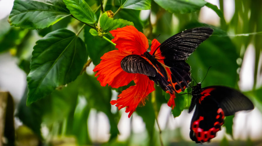 Close-up of red butterfly on plant