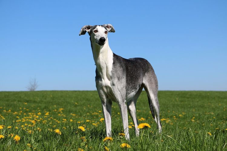 Portrait of dog on grassy field 