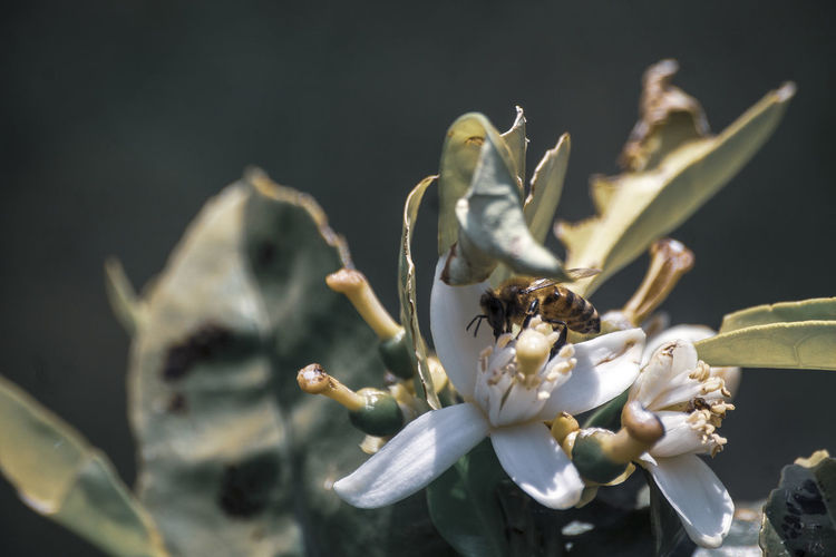 Close-up of insect on flowering plant