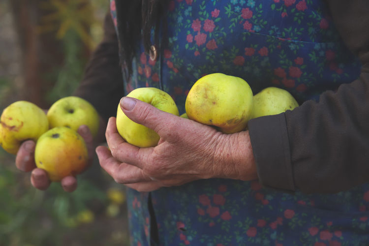 Old woman holding yellow apples. hands of an old woman holding green apples. the concept of farming
