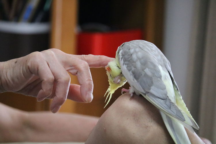 Midsection of person feeding bird perching on hand