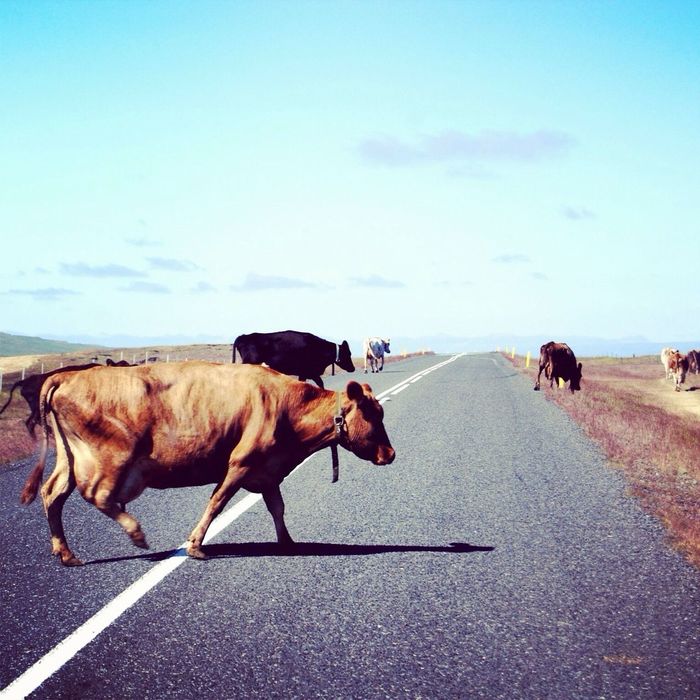 Side view of cows crossing country road