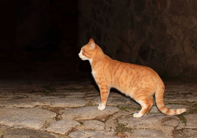 cat