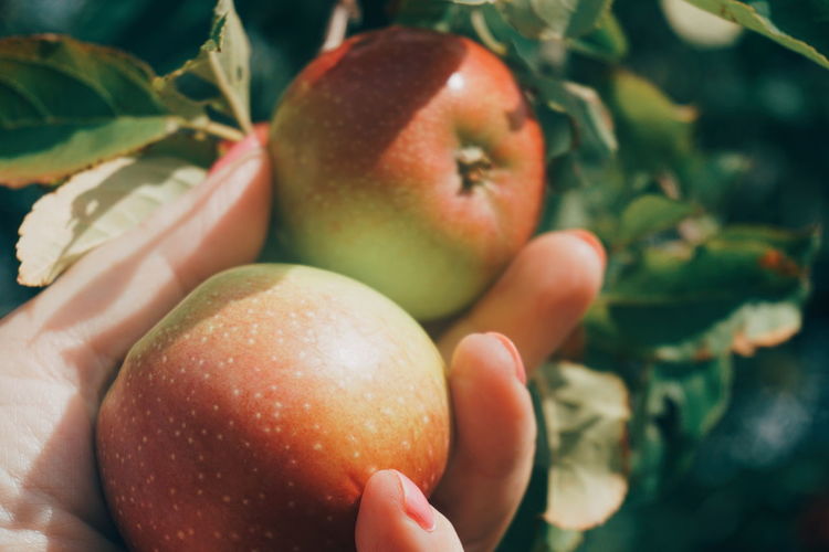 Close-up of hand holding apple