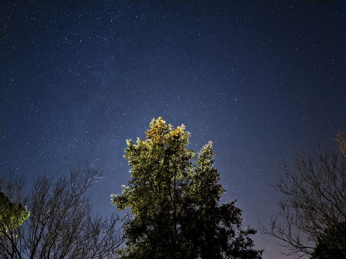 Low angle view of tree against sky at night