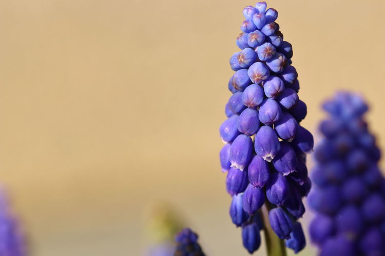 Close up of flowering grape hyacinths