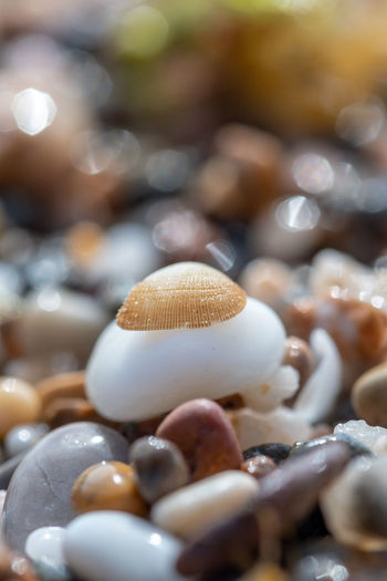 Close-up of seashell on pebble