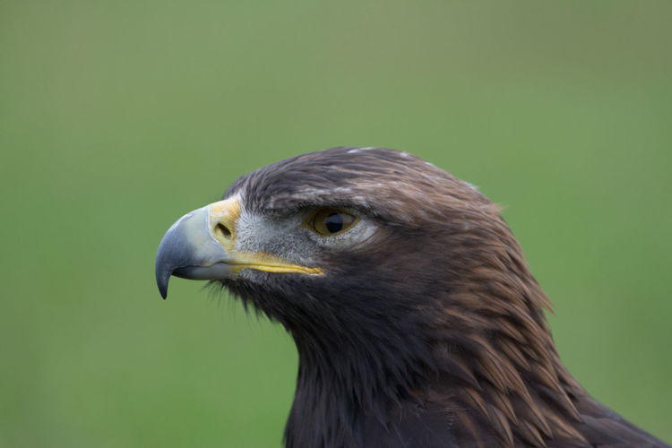 Close-up of eagle against green background