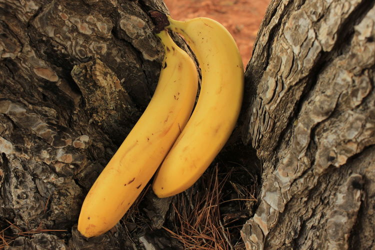  banana on tree trunk