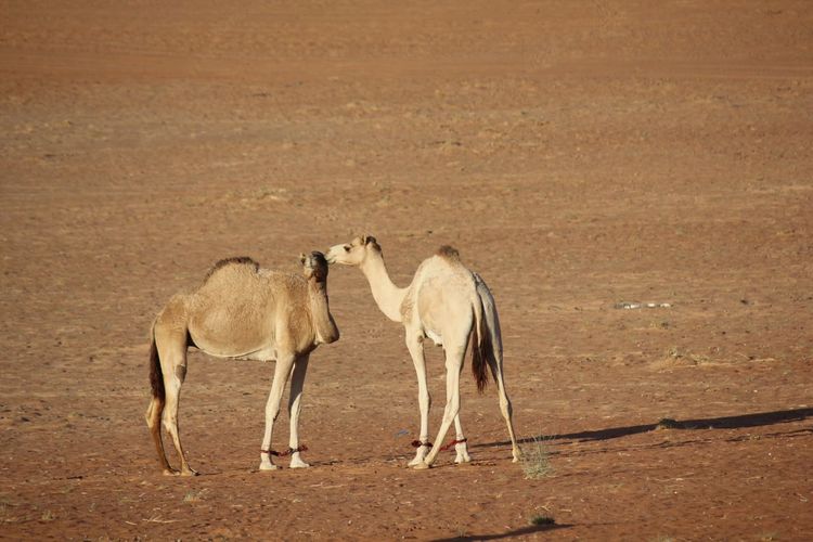 Camels in love