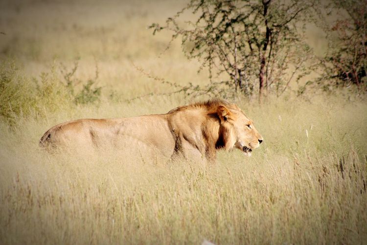 View of lion in grass