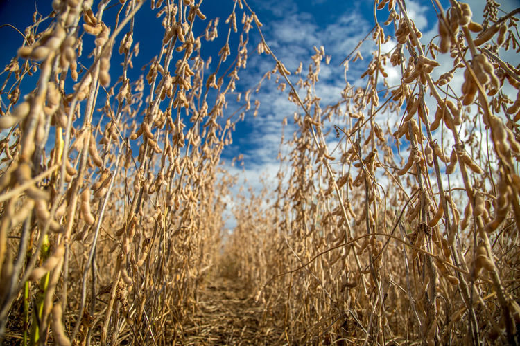 Close-up of corn field against blue sky