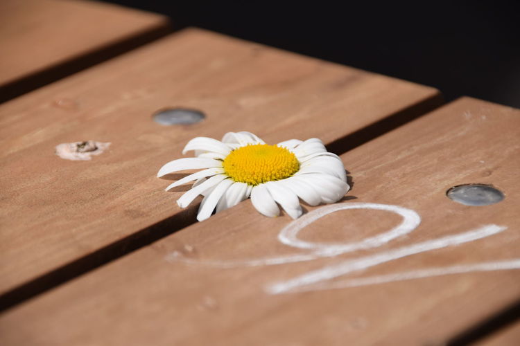 Close-up of white daisy on boardwalk