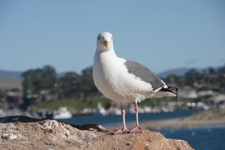 Seagull perching on a sea against clear sky