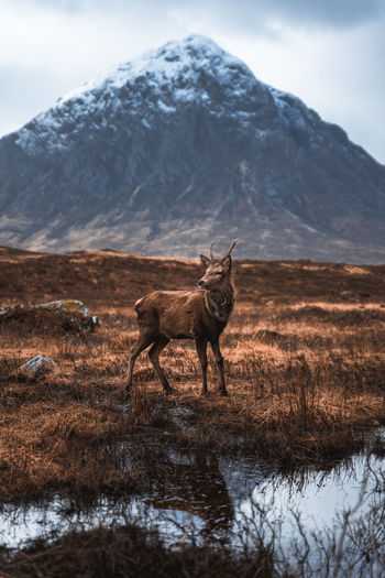 A wild deer in glencoe in the scottish highlands. 