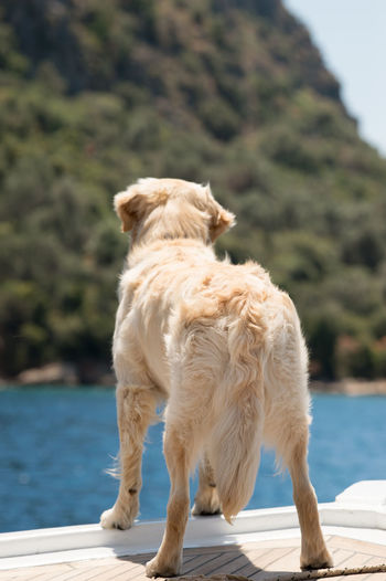 Rear view of golden retriever standing on pier by river against trees