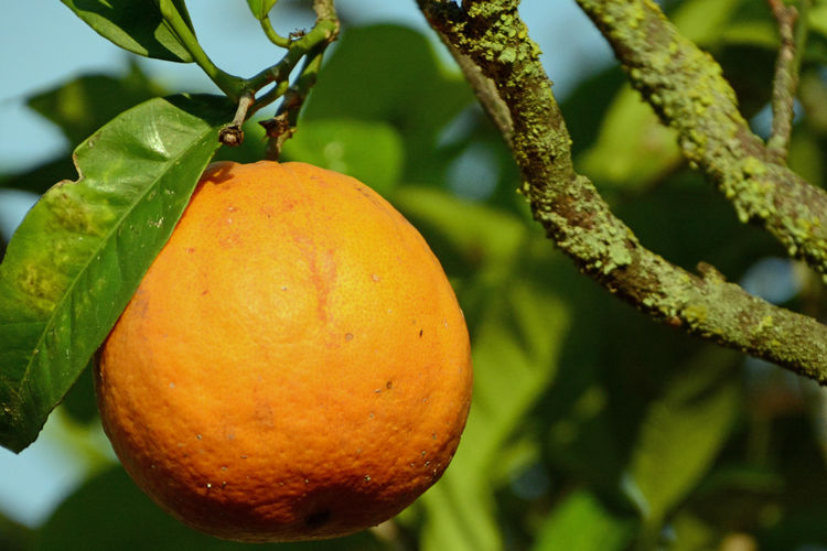 Close-up of orange on tree
