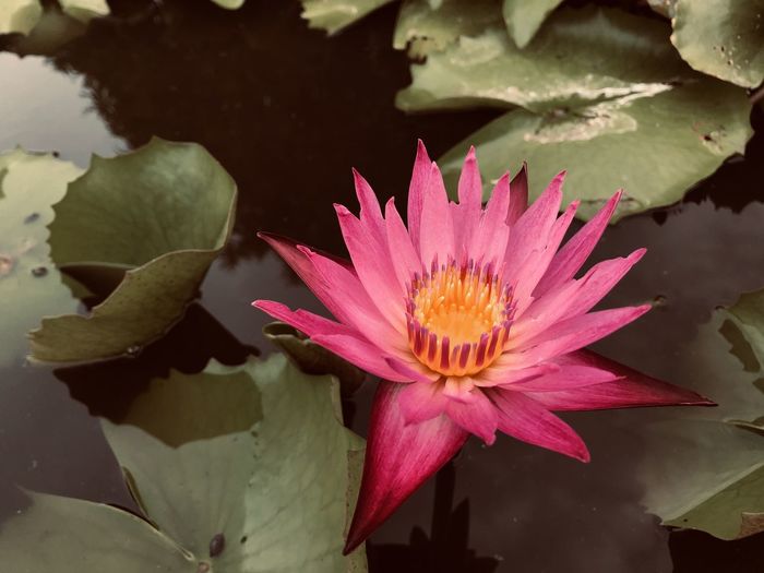Close-up of pink lotus water lily in pond