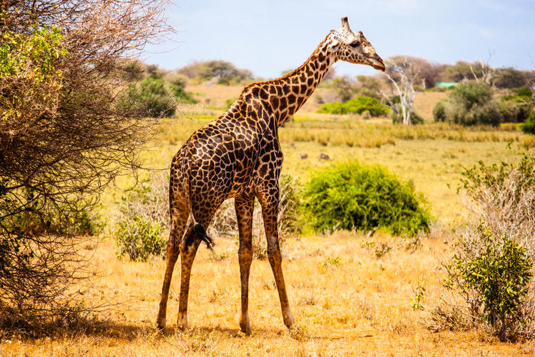 Giraffe standing on field at tsavo east national park