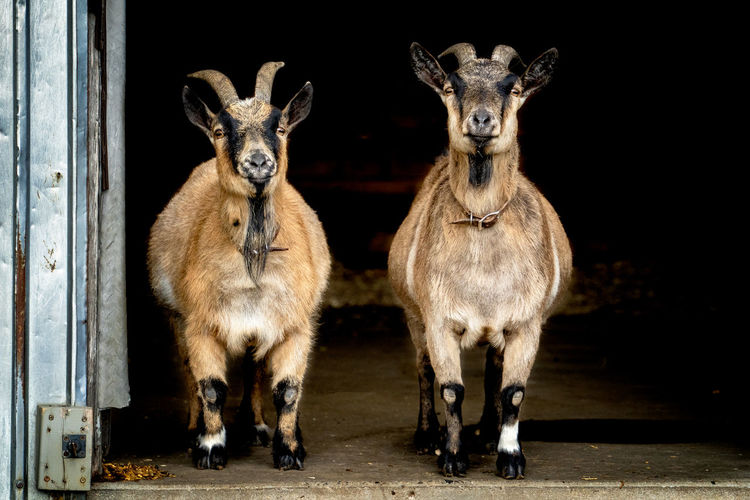 Portrait of goats standing at doorway