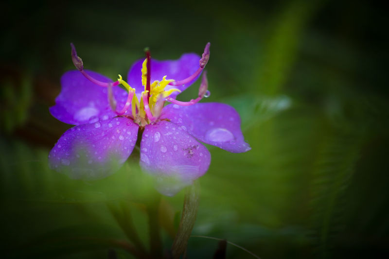 Close-up of wet flower blooming outdoors