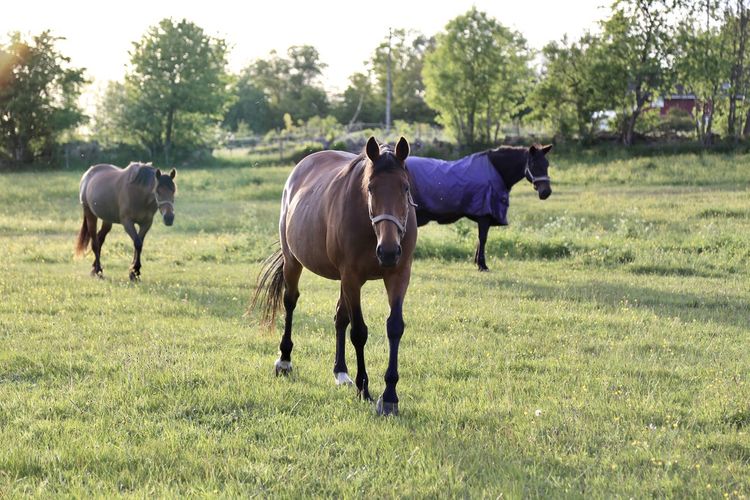 Horses standing in a field
