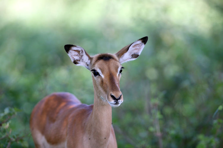 Close-up of deer