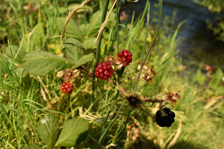 Close-up of red berries growing on field