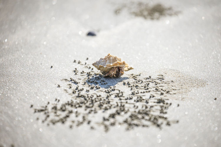 High angle view of crab on wet sand