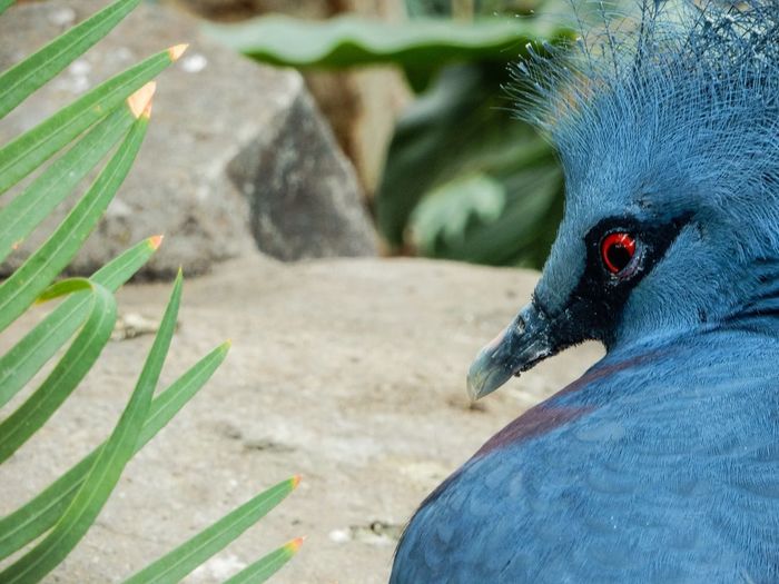 Close-up of crowned pigeon at chester zoo