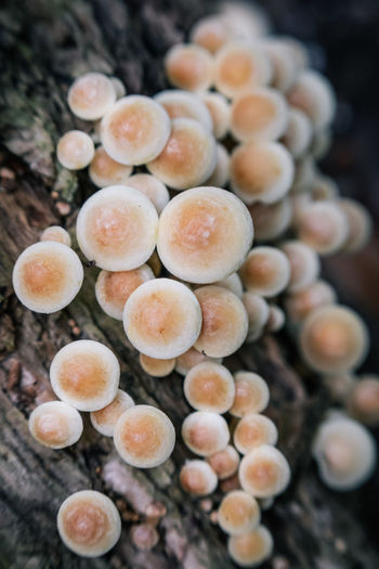 High angle view of mushrooms growing on wood