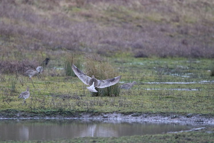 Curlew landing on lakeshore